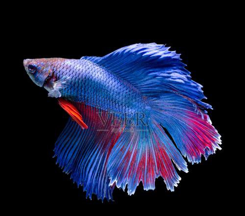 betta fish color morph black red blue marble koi