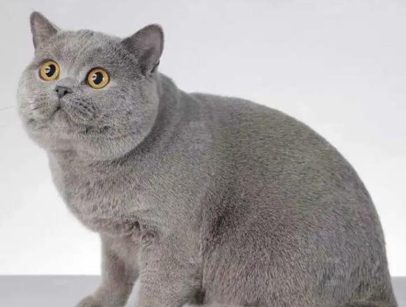 gray Russian Blue cat