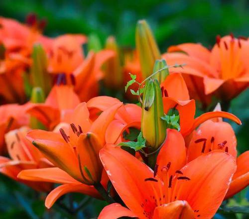 orange day lily flowers blooming in summer garden