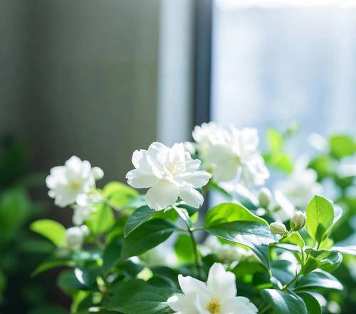 white jasmine flowers blooming with sweet fragrance