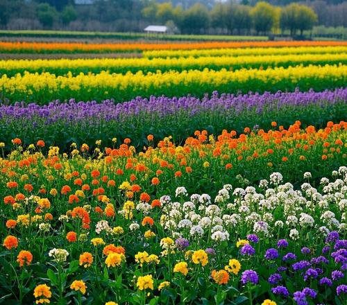 beautiful chinese garden all four seasons flowers blooming together