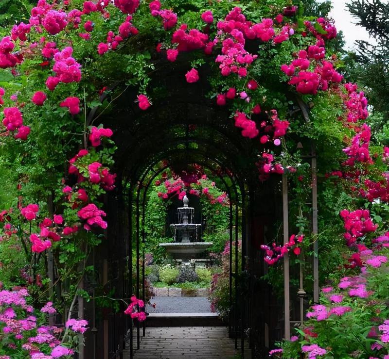 wild rambling roses climbing garden wall