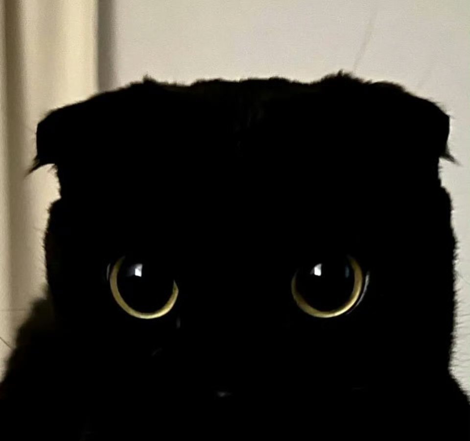 black cat with bright eyes