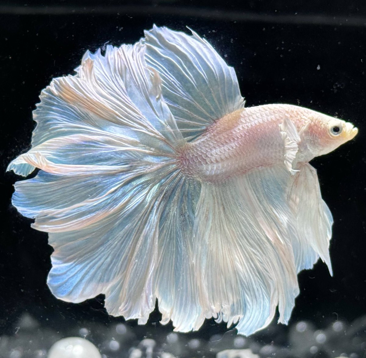 200+ Chinese Betta Fish Names – Complete Guide with Meanings
