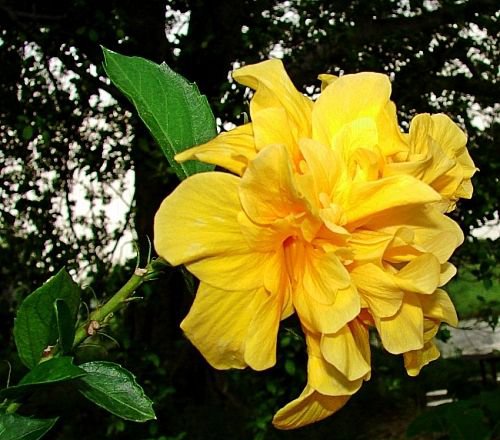 delicate flower pistils and buds macro close up photography