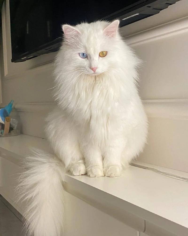 white Persian cat