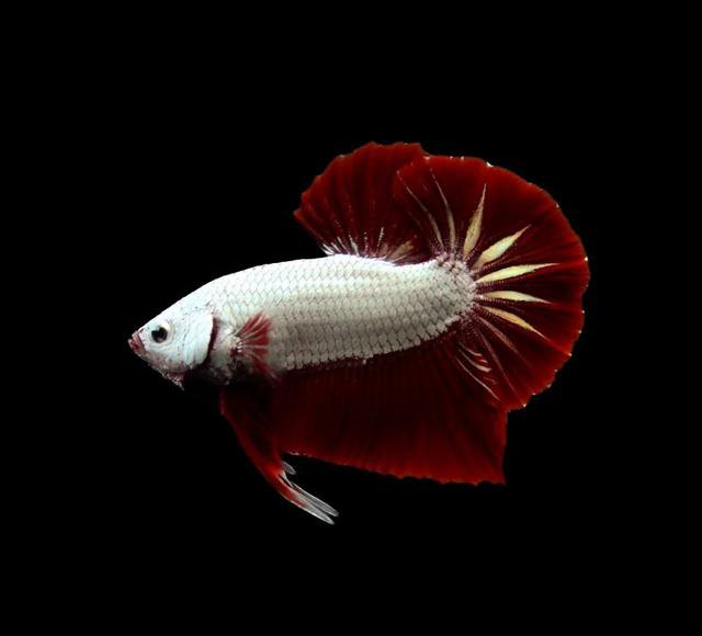 betta fish in different lighting showing color change iridescence