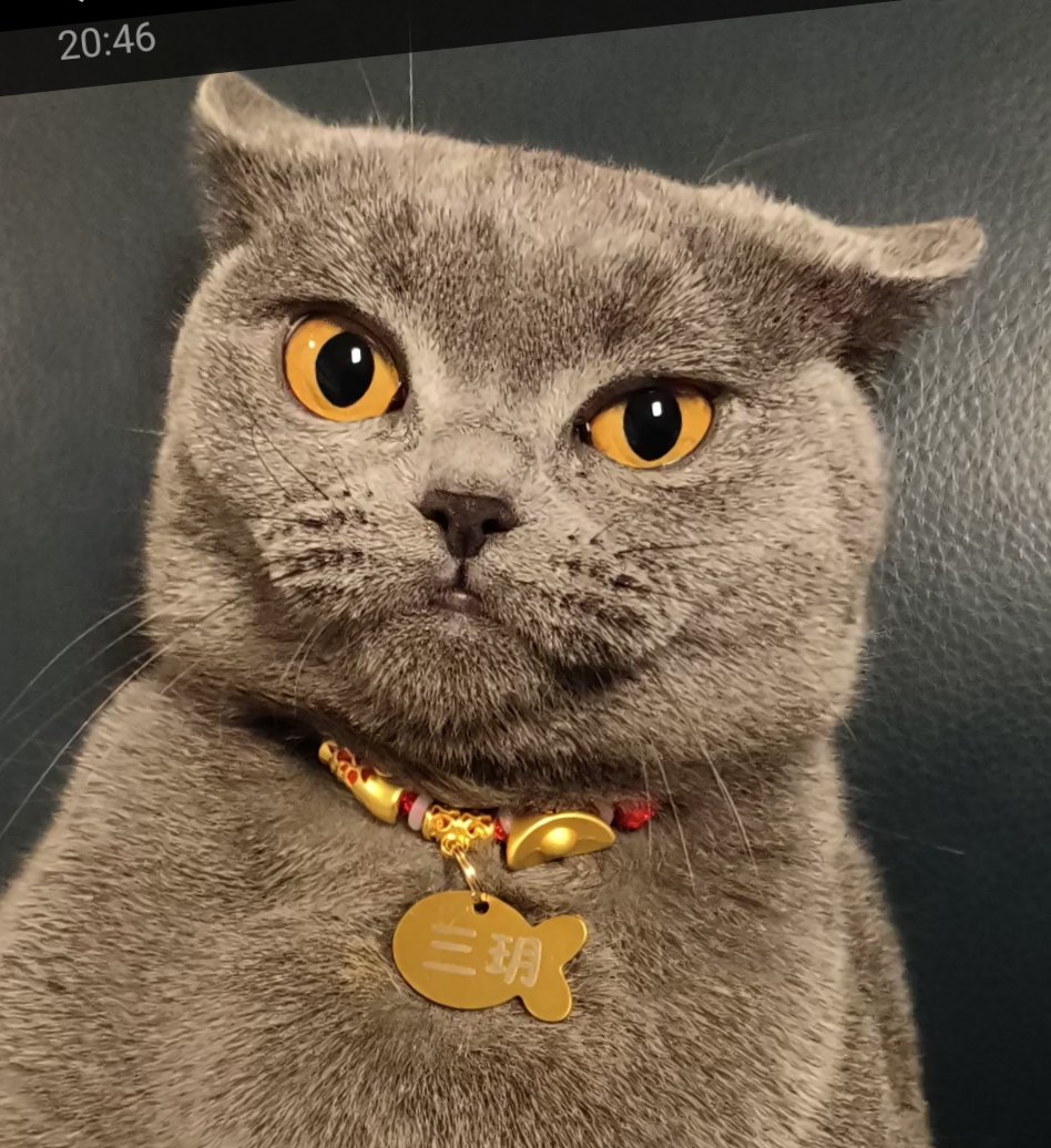 cute cat with Chinese name tag collar