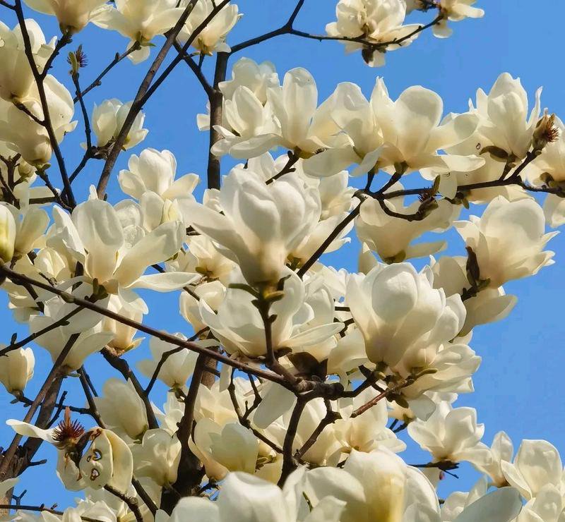 white magnolia flowers blooming on bare spring branches